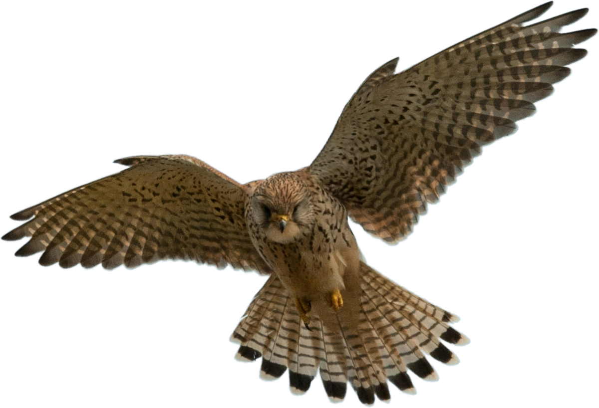 Kestrel graphic